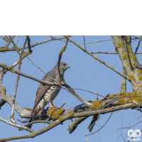 گونه پیغو Levant Sparrowhawk